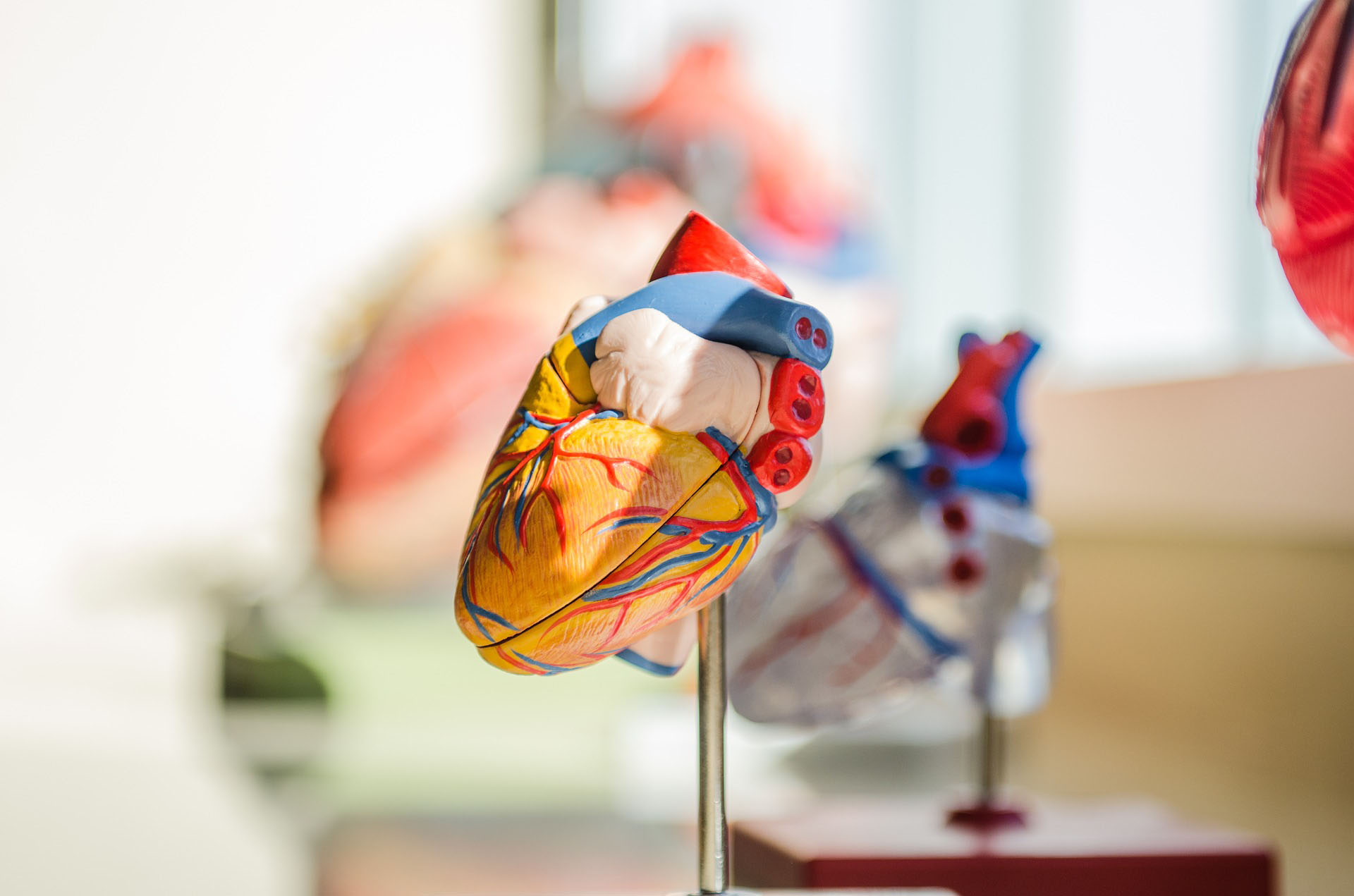 Up close image of various models of the human heart, showing an example of the tpes of biology and medicine exhibits to find at the museum