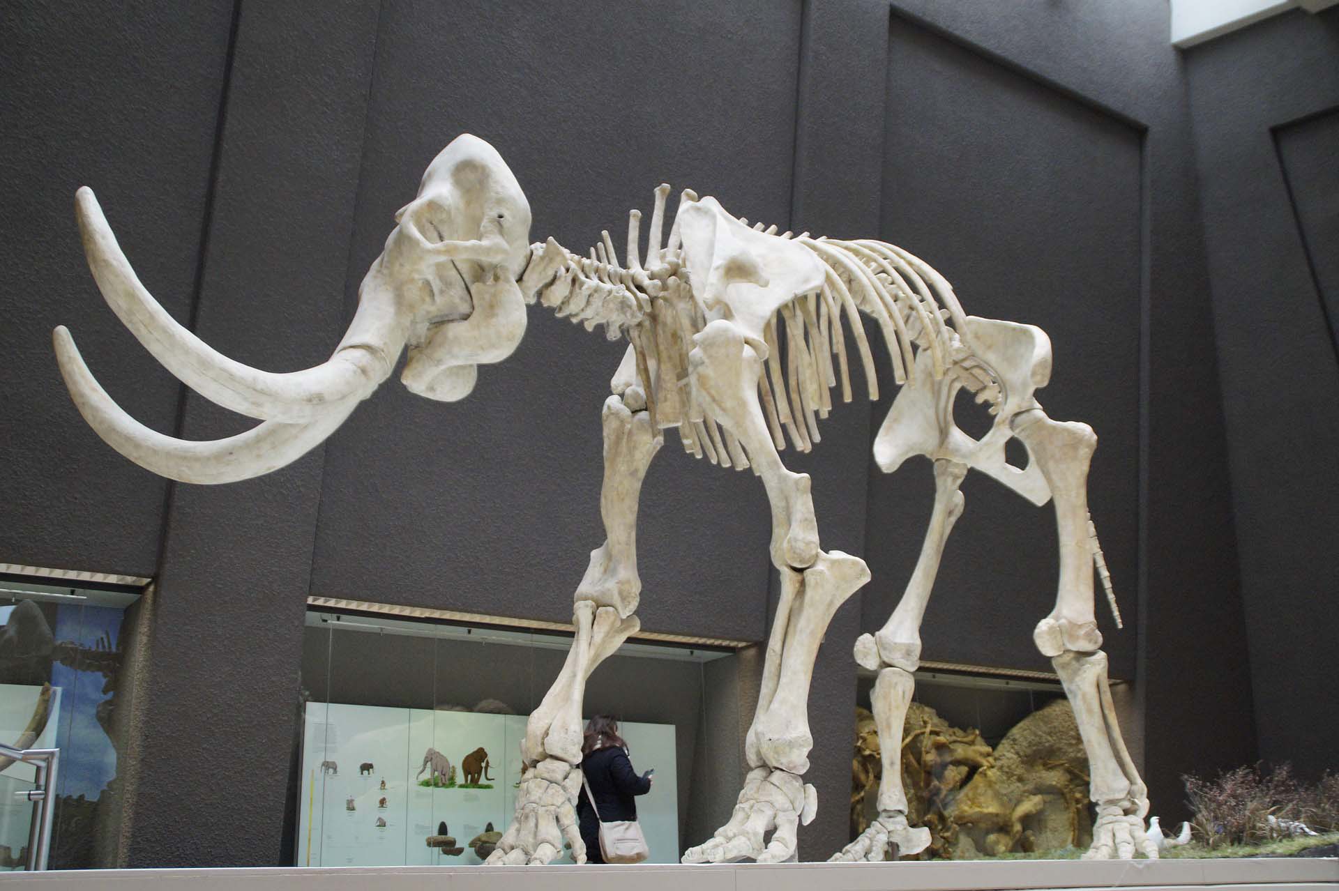 Image of the official mascot of our evolution exhibition space, our Wooly Mammoth skeleton on display.